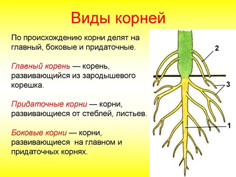 Взаимодействие корневых систем груши и рябины
