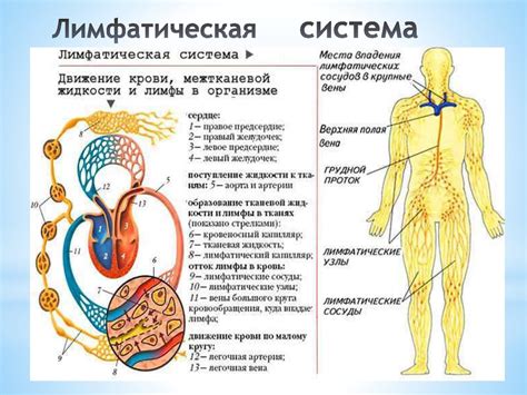 Влияние на кровообращение и лимфатическую систему
