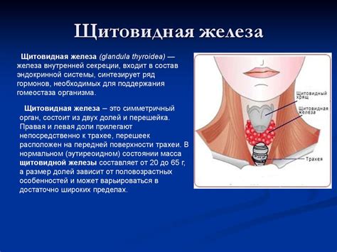 Влияние погодных условий на концентрацию гормона в щитовидной железе