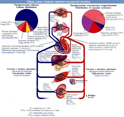 Влияние применения Вальсакора и Конкора на работу сердечно-сосудистой системы