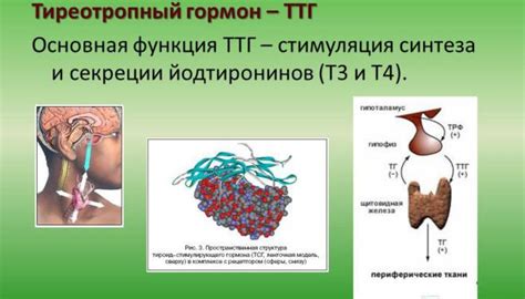 Значение ТТГ в организме