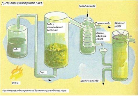 Источники и процесс получения эфирного масла Essential oil XXL
