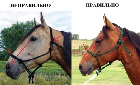 Как правильно использовать недоуздок