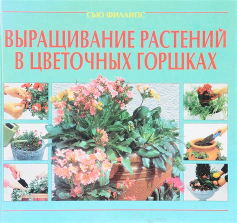 Настоящая целесообразность дарения парного числа растений в горшках