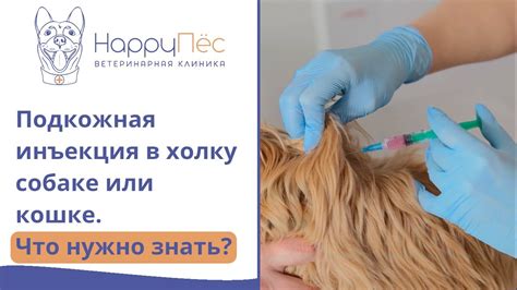 Преимущества инъекции мильгаммы в холку