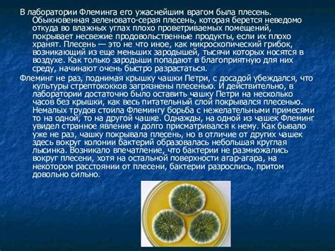 Распространенность пенициллина в сыре