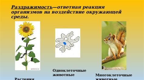 Реакция на воздействие окружающей среды