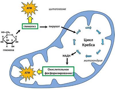 Энергетическое значение наплывов
