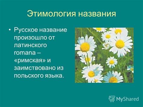 Этимология названия фамилии